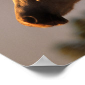 Bob Langrish | Grijs Arabisch, vast hoofdscherm me Poster (Hoek)