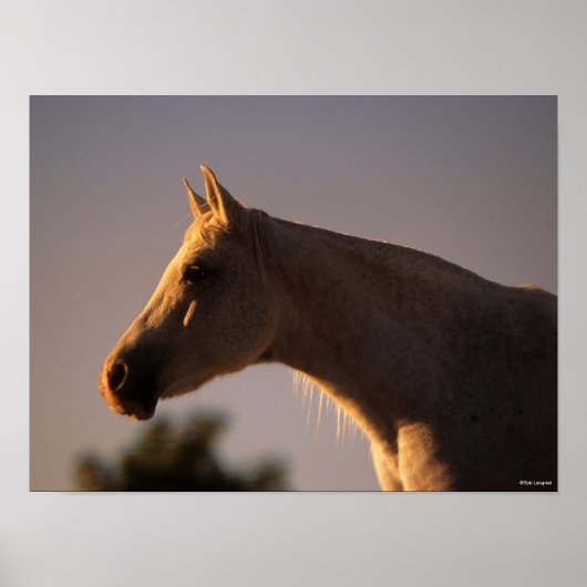 Bob Langrish | Grijs Arabisch, vast hoofdscherm me Poster (Voorkant)