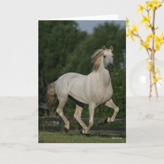 Bob Langrish | Grijze Andalucian Running Kaart (Gele Bloem)