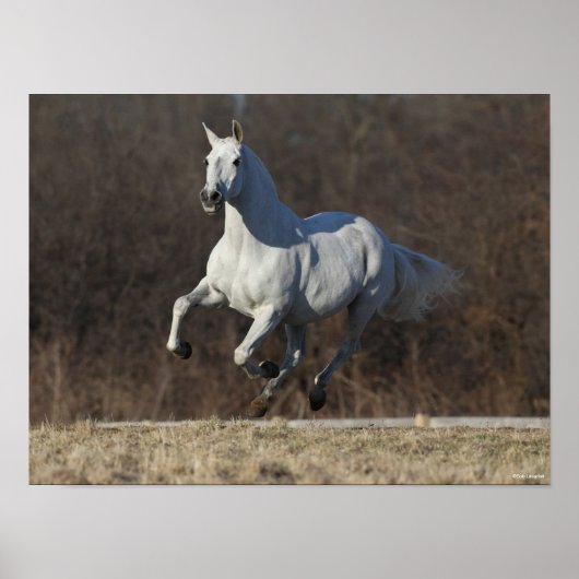 Bob Langrish | Grijze Andalucian Running Poster (Voorkant)