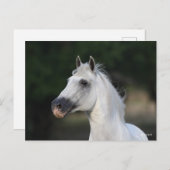 Bob Langrish | Grijze Andalucian Stallion Headshot Briefkaart (Voorkant / Achterkant)