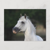 Bob Langrish | Grijze Andalucian Stallion Headshot Briefkaart (Voorkant)