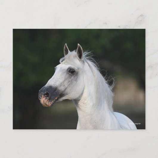 Bob Langrish | Grijze Andalucian Stallion Headshot Briefkaart (Voorkant)