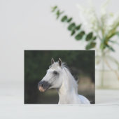 Bob Langrish | Grijze Andalucian Stallion Headshot Briefkaart (Staand voorkant)