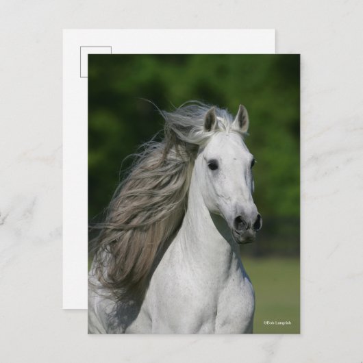 Bob Langrish | Grijze Andalucian Stallion Headshot Briefkaart (Voorkant / Achterkant)