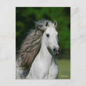 Bob Langrish | Grijze Andalucian Stallion Headshot Briefkaart (Voorkant)