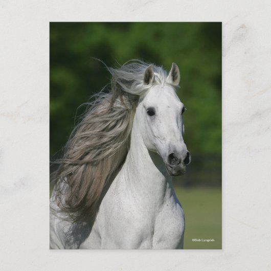 Bob Langrish | Grijze Andalucian Stallion Headshot Briefkaart (Voorkant)