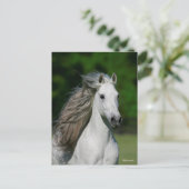 Bob Langrish | Grijze Andalucian Stallion Headshot Briefkaart (Staand voorkant)