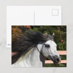 Bob Langrish Grijze Andalucian Stallion Headshot Briefkaart
