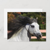 Bob Langrish | Grijze Andalucian Stallion Headshot Briefkaart (Voorkant / Achterkant)
