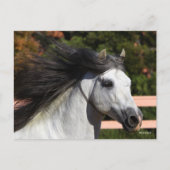 Bob Langrish | Grijze Andalucian Stallion Headshot Briefkaart (Voorkant)