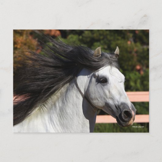 Bob Langrish | Grijze Andalucian Stallion Headshot Briefkaart (Voorkant)