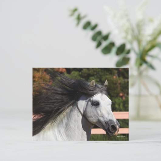 Bob Langrish | Grijze Andalucian Stallion Headshot Briefkaart (Staand voorkant)