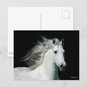 Bob Langrish Grijze Andalucian Stallion Headshot Briefkaart