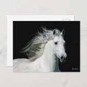 Bob Langrish | Grijze Andalucian Stallion Headshot Briefkaart (Voorkant / Achterkant)