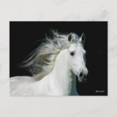 Bob Langrish | Grijze Andalucian Stallion Headshot Briefkaart (Voorkant)