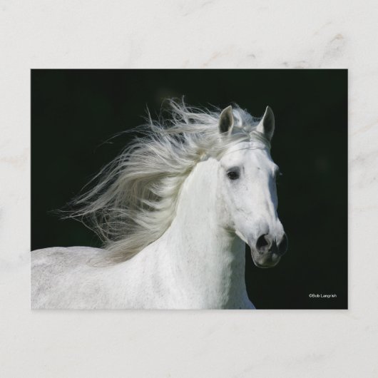 Bob Langrish | Grijze Andalucian Stallion Headshot Briefkaart (Voorkant)