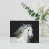 Bob Langrish | Grijze Andalucian Stallion Headshot Briefkaart (Staand voorkant)