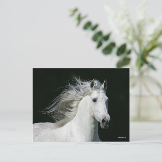 Bob Langrish | Grijze Andalucian Stallion Headshot Briefkaart (Staand voorkant)