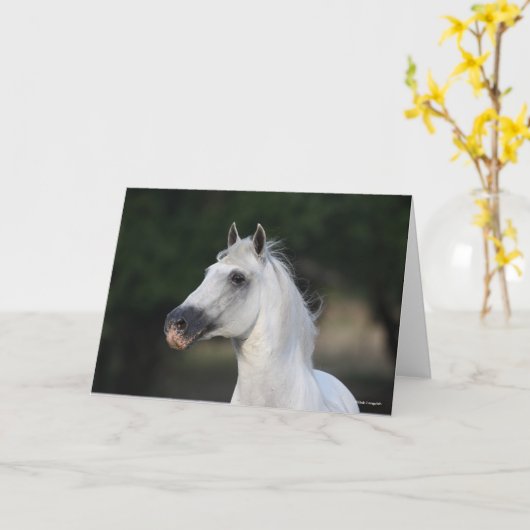 Bob Langrish | Grijze Andalucian Stallion Headshot Kaart (Gele Bloem)