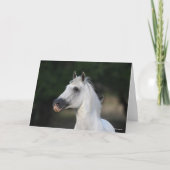 Bob Langrish | Grijze Andalucian Stallion Headshot Kaart (Voorkant)