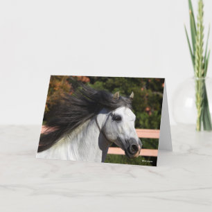 Bob Langrish   Grijze Andalucian Stallion Headshot Kaart