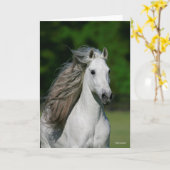 Bob Langrish | Grijze Andalucian Stallion Headshot Kaart (Gele Bloem)