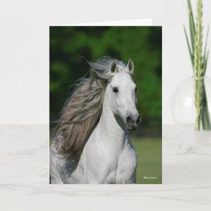 Bob Langrish Grijze Andalucian Stallion Headshot Kaart