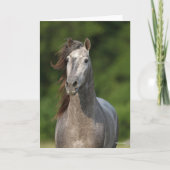 Bob Langrish | Grijze Andalucian Stallion Headshot Kaart (Voorkant)