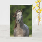 Bob Langrish | Grijze Andalucian Stallion Headshot Kaart (Gele Bloem)