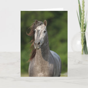 Bob Langrish   Grijze Andalucian Stallion Headshot Kaart