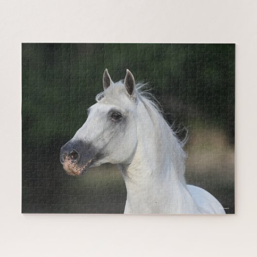 Bob Langrish | Grijze Andalucian Stallion Headshot Legpuzzel (Horizontaal)