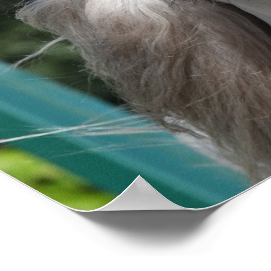 Bob Langrish | Grijze Andalucian Stallion Headshot Poster (Hoek)