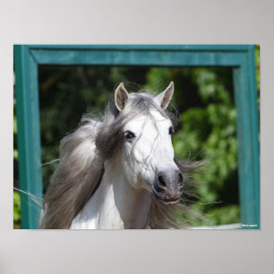 Bob Langrish   Grijze Andalucian Stallion Headshot Poster