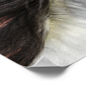 Bob Langrish | Grijze Andalucian Stallion Headshot Poster (Hoek)