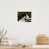 Bob Langrish | Grijze Andalucian Stallion Headshot Poster (Keuken)
