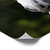 Bob Langrish | Grijze Andalucian Stallion Headshot Poster (Hoek)