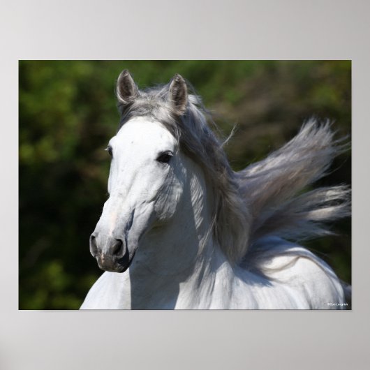 Bob Langrish | Grijze Andalucian Stallion Headshot Poster (Voorkant)