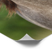 Bob Langrish | Grijze Andalucian Stallion Headshot Poster (Hoek)
