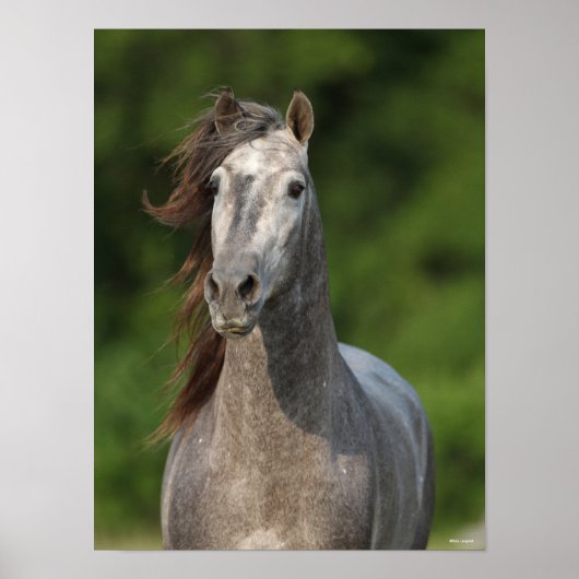 Bob Langrish | Grijze Andalucian Stallion Headshot Poster (Voorkant)