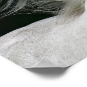 Bob Langrish | Grijze Andalucian Stallion Headshot Poster (Hoek)