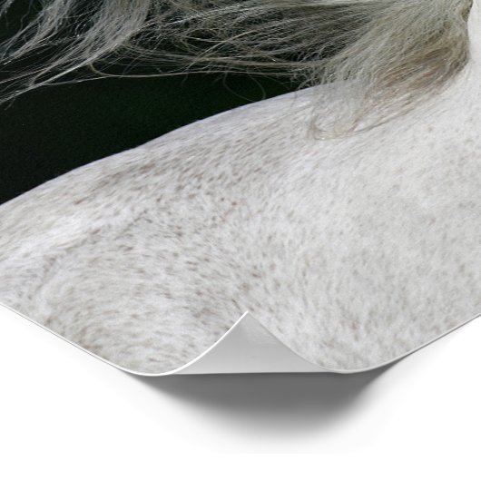 Bob Langrish | Grijze Andalucian Stallion Headshot Poster (Hoek)