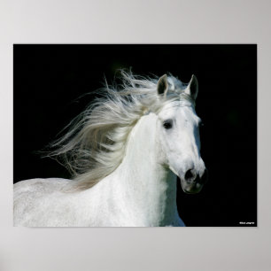 Bob Langrish Grijze Andalucian Stallion Headshot Poster