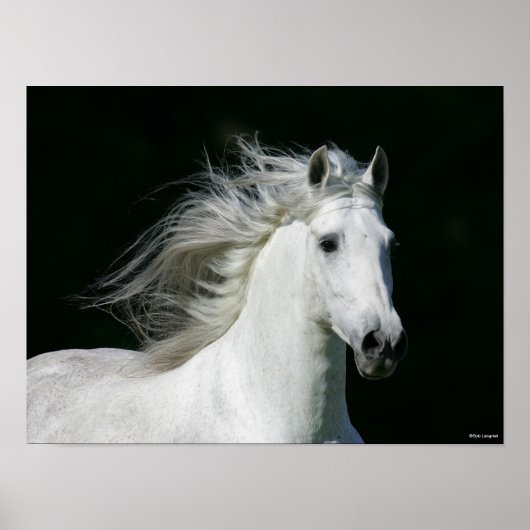 Bob Langrish | Grijze Andalucian Stallion Headshot Poster (Voorkant)