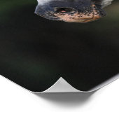 Bob Langrish | Grijze Andalucian Stallion Headshot Poster (Hoek)