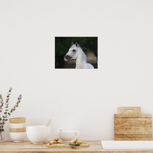 Bob Langrish | Grijze Andalucian Stallion Headshot Poster (Keuken)
