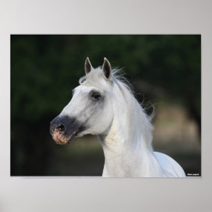 Bob Langrish   Grijze Andalucian Stallion Headshot Poster