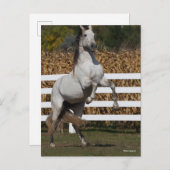Bob Langrish | Grijze Andalucian Stallion Rearing Briefkaart (Voorkant / Achterkant)