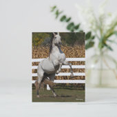 Bob Langrish | Grijze Andalucian Stallion Rearing Briefkaart (Staand voorkant)