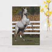 Bob Langrish | Grijze Andalucian Stallion Rearing Kaart (Gele Bloem)